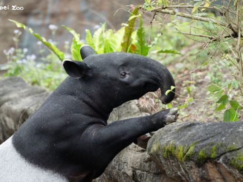 少年貘的成長日記，臺北市立動物園馬來貘「莉姆路」練習獨立，慢慢長大中